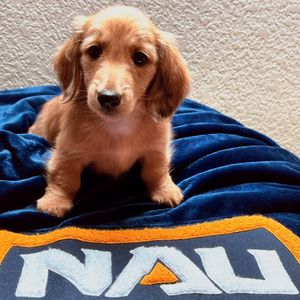 Image post by @nauflagstaff on Instagram
