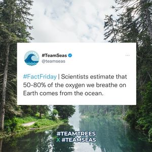 Image post by @teamtrees on Instagram