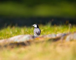 Image post by @marius.riis on Instagram