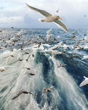 Image post by @discovery on Instagram