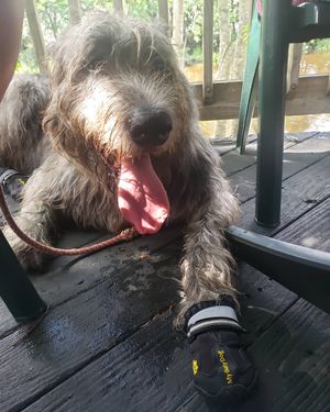 Image post by @thesavannahwolfhound on Instagram
