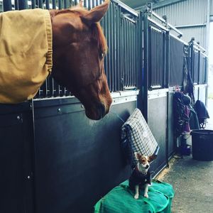 Image post by @snaffle_it on Instagram