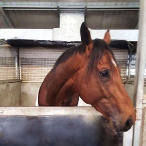 Image post by @australianturfclub on Instagram