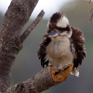 Image post by @animalplanet on Instagram