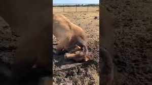 Video post by @pbr on YouTube
