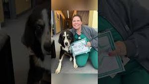 Video post by @Live Like Roo Foundation on YouTube