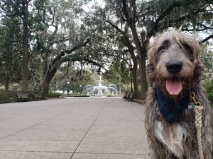 Image post by @thesavannahwolfhound on Instagram