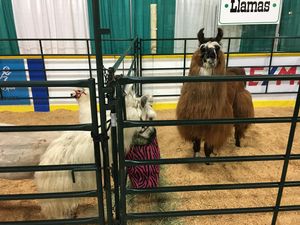 Image post by @cloverdalerodeo on Instagram
