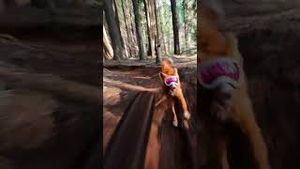 Video post by @gopro on YouTube