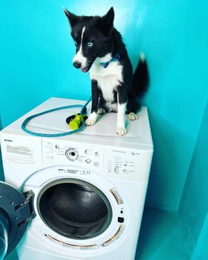 Image post by @tux_the_blue_pomsky on Instagram