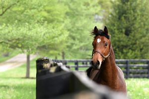 Image post by @spendthriftfarm on Instagram