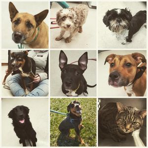 Image post by @spokhumanesoc on Instagram