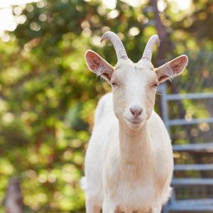 Image post by @animalplanet on Instagram