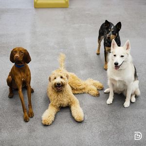 Image post by @dogtopiagr on Instagram