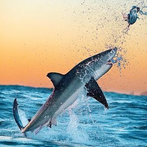 Image post by @discovery on Instagram