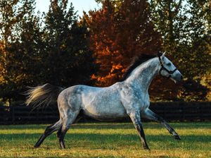 Image post by @spendthriftfarm on Instagram