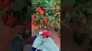 Video post by @sarahsolotravelss on YouTube