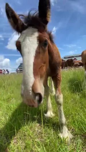Image post by @WarmSpringsRanch on Facebook