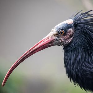 Image post by @animalplanet on Instagram
