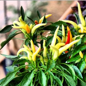 Image post by @bonnieplants on Instagram
