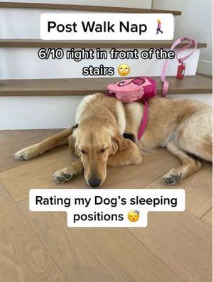 Image post by @thevets_official on TikTok