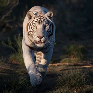 Image post by @discovery on Instagram