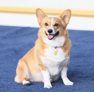 Image post by @ziggy_thecorg on Instagram