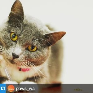 Image post by @animalplanet on Instagram