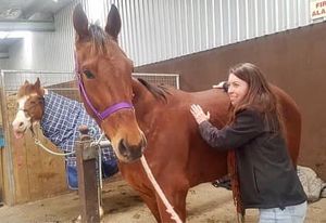 Image post by @NZHorseAmbulanceTrust on Facebook