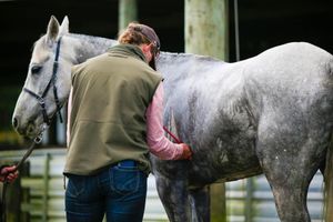 Image post by @NZHorseAmbulanceTrust on Facebook