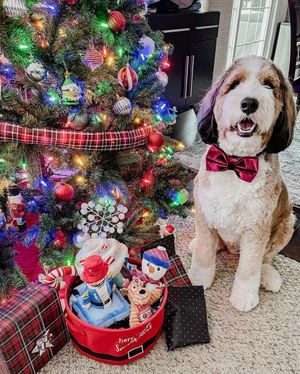 Image post by @evolvepetfood on Instagram