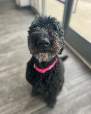 Image post by @dogtopiagr on Instagram