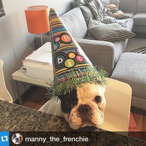 Image post by @animalplanet on Instagram