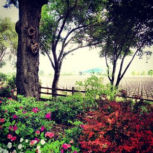 Image post by @liveinthevineyard on Instagram