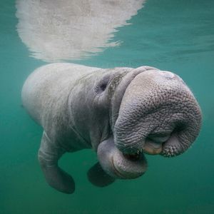 Image post by @animalplanet on Instagram