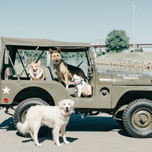 Image post by @evolvepetfood on Instagram