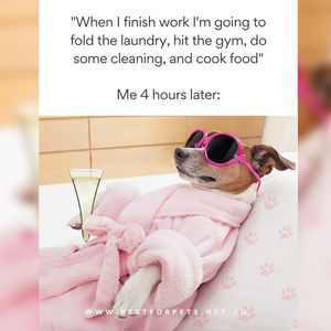 Image post by @bestforpetsmelb on Instagram