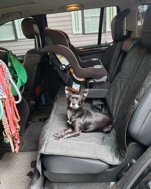 Image post by @thesavannahwolfhound on Instagram