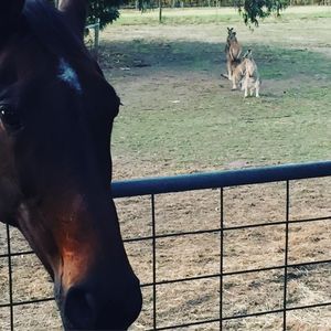 Image post by @snaffle_it on Instagram