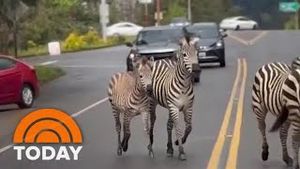 Video post by @today on YouTube