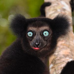 Image post by @animalplanet on Instagram