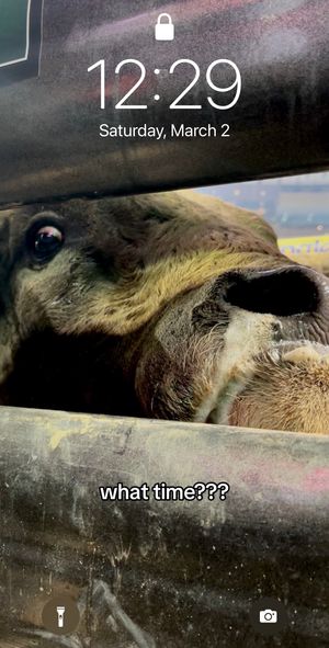 Image post by @pbr on TikTok