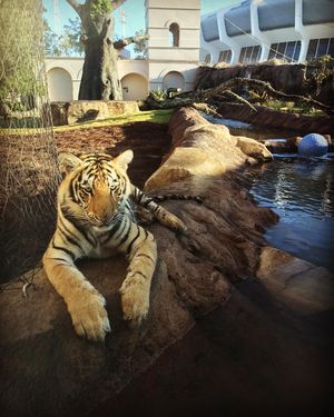 Image post by @lsubeachvb on Instagram