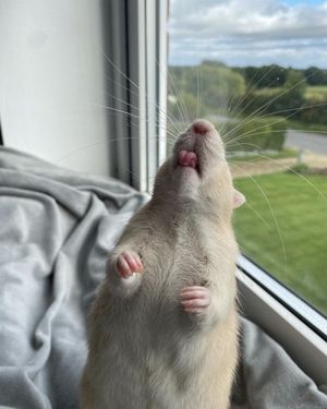 Image post by @animalplanet on Instagram
