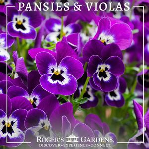 Image post by @rogersgardens on Instagram