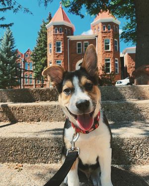 Image post by @nauflagstaff on Instagram