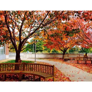 Image post by @denisonu on Instagram