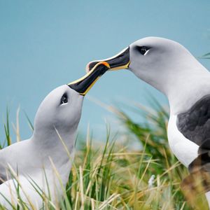 Image post by @discovery on Instagram