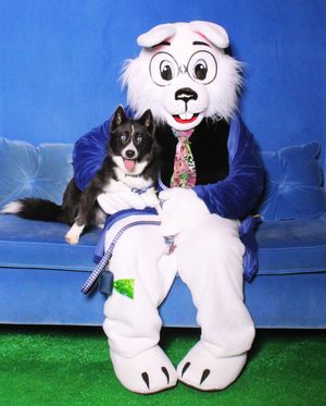 Image post by @tux_the_blue_pomsky on Instagram