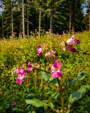 Image post by @cristan.nature.photography on Instagram